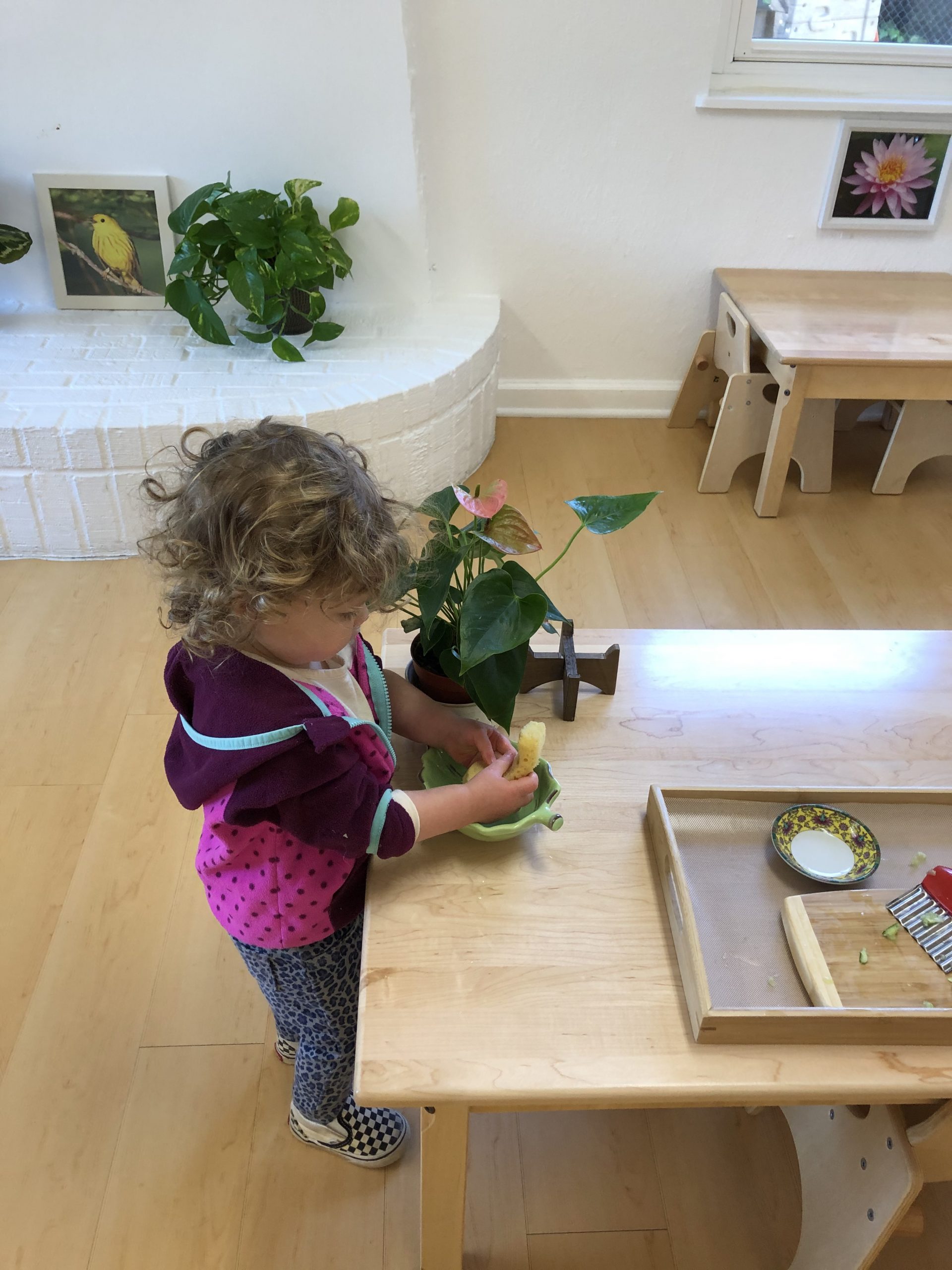 Toddler cleaning her plant in a Montessori classroom