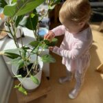 Toddler cleaning plant Botany care of environment plants at La Jolla Montessori School