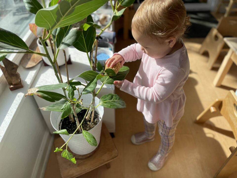 Toddler cleaning plant Botany care of environment plants at La Jolla Montessori School