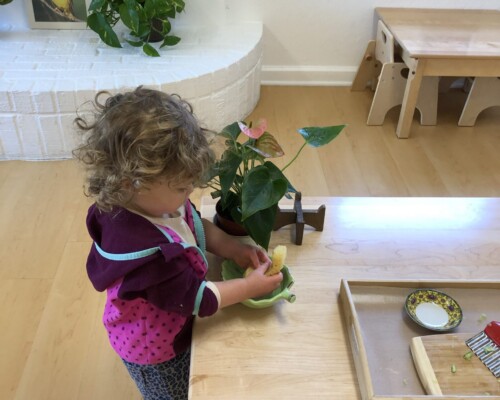 Toddler cleaning her plant in a Montessori classroom