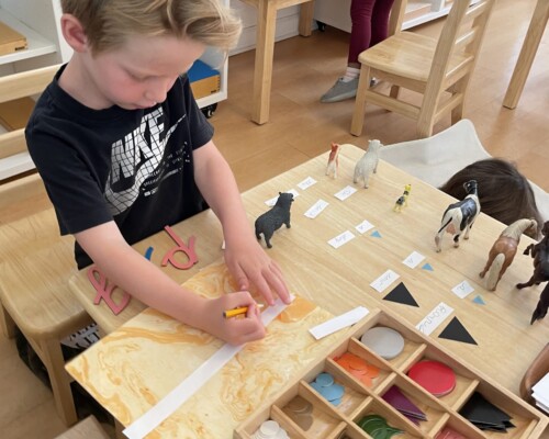 Montessori child working on Kindergarten year language skills