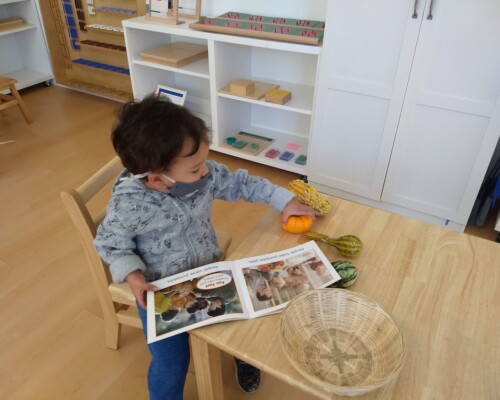 Toddler reading and comparing pumpkins independently